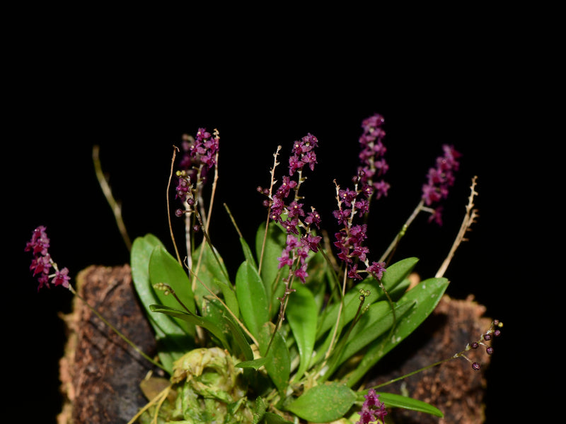 Platystele ornata
