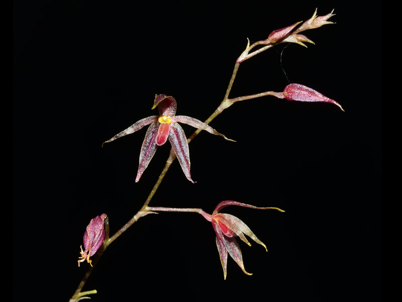 Platystele oxyglossa