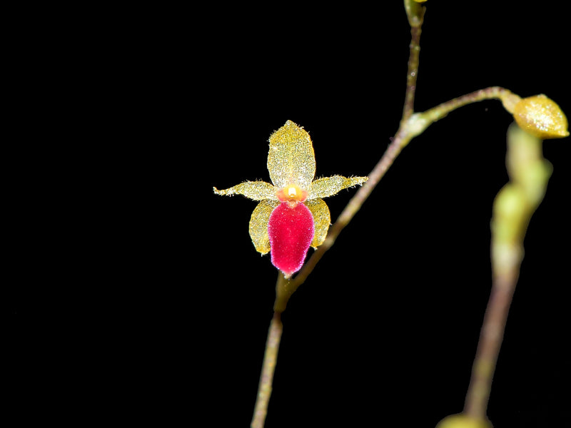 Platystele portillae