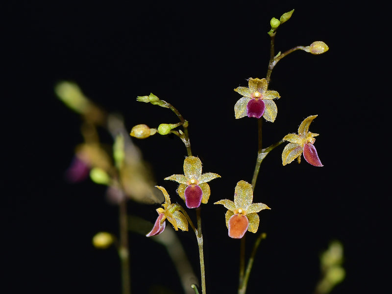 Platystele portillae