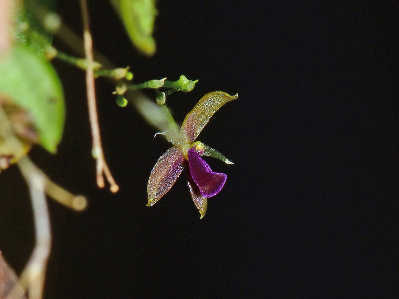 Platystele rhinocera