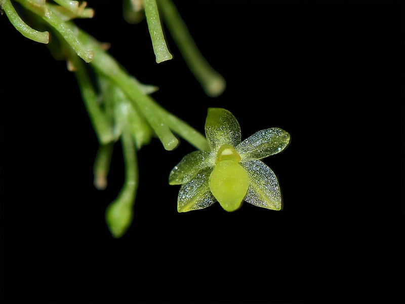 Platystele smaragdina