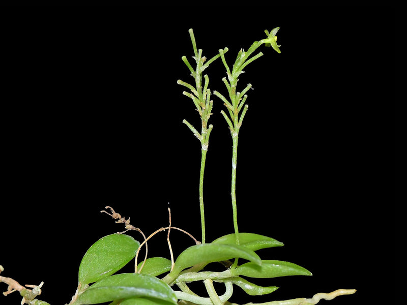 Platystele smaragdina