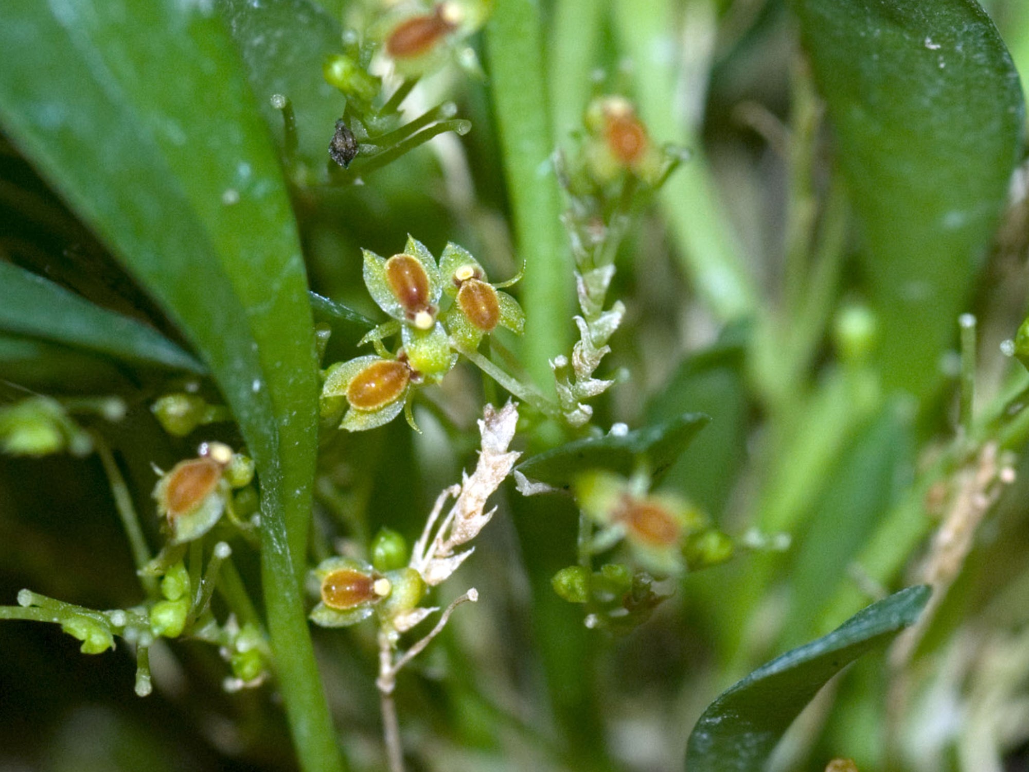 Platystele stenostachya
