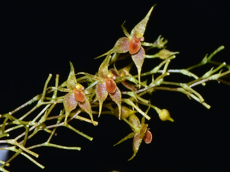 Platystele stevensonii