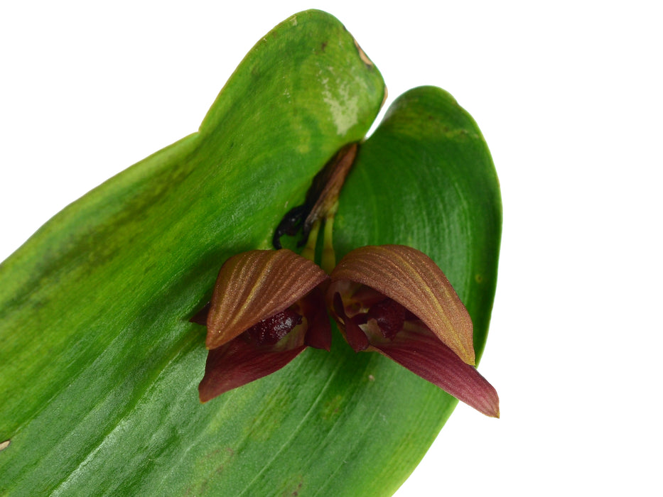 Pleurothallis Doris