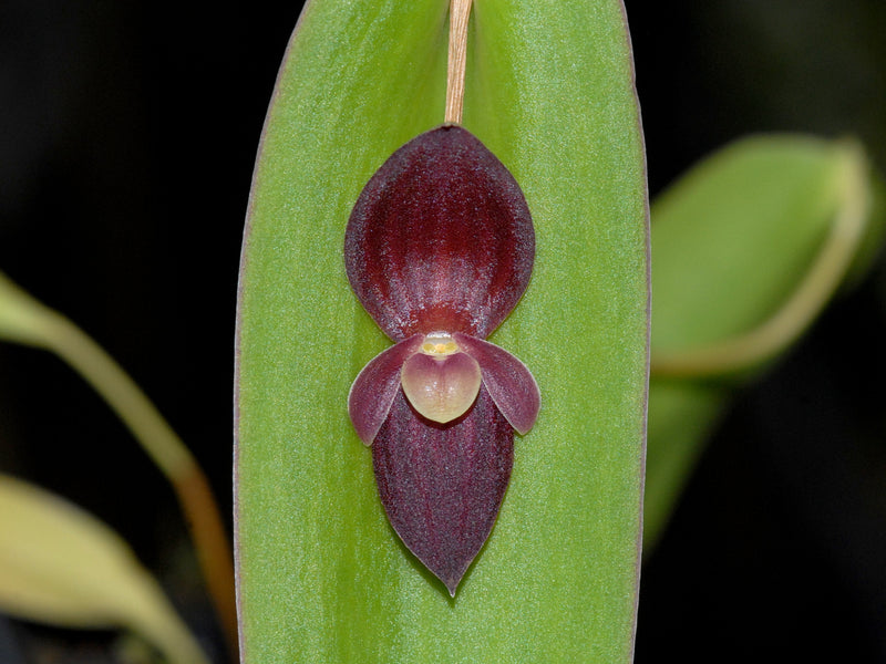 Pleurothallis Ecuagenera Perfection