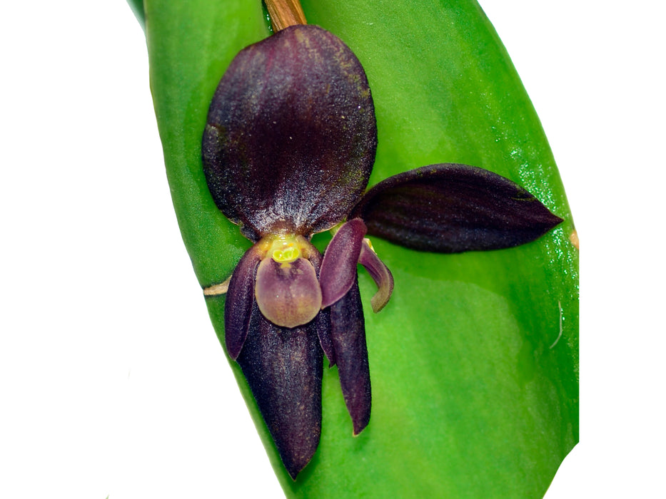 Pleurothallis Ecuagenera Perfection