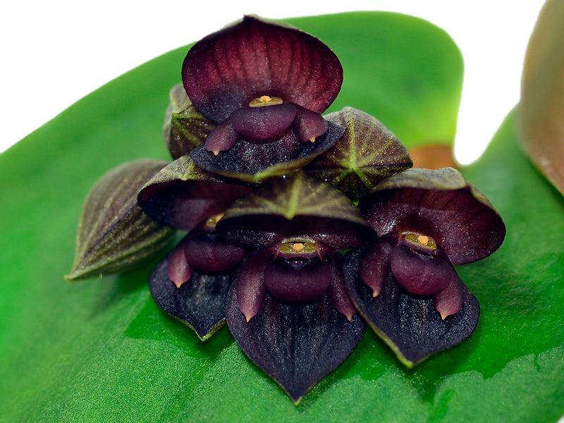 Pleurothallis Tomebamba