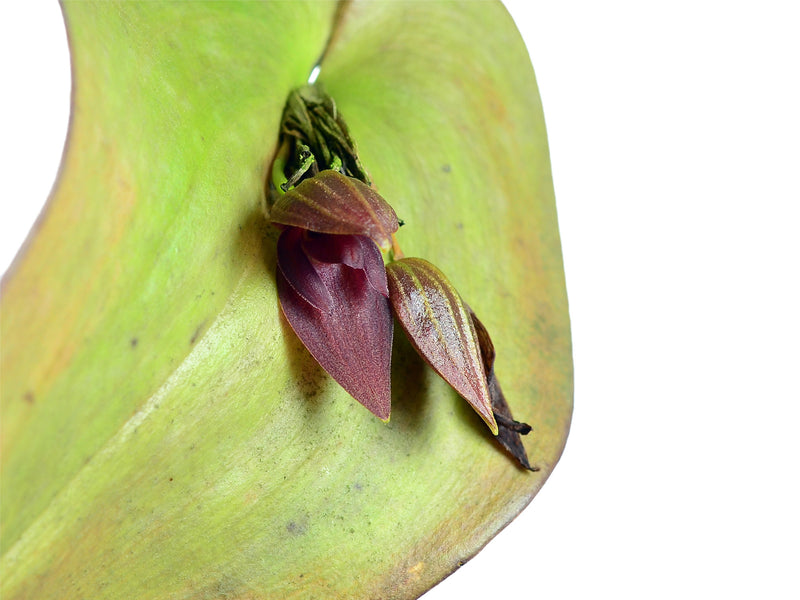 Pleurothallis Tumbez
