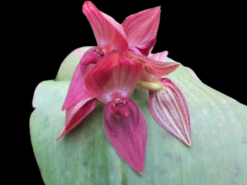 Pleurothallis Tumbez