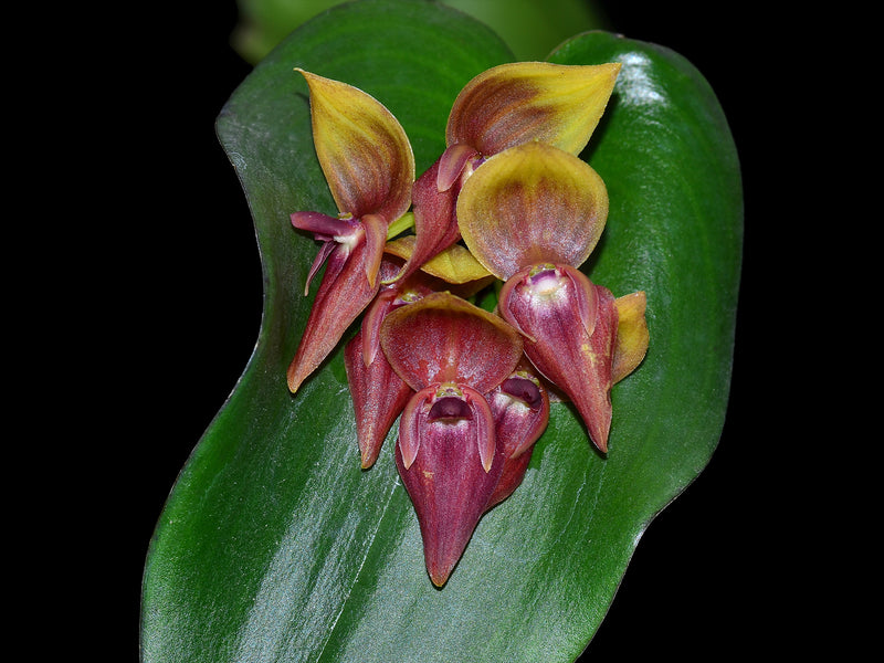 Pleurothallis Tumbez