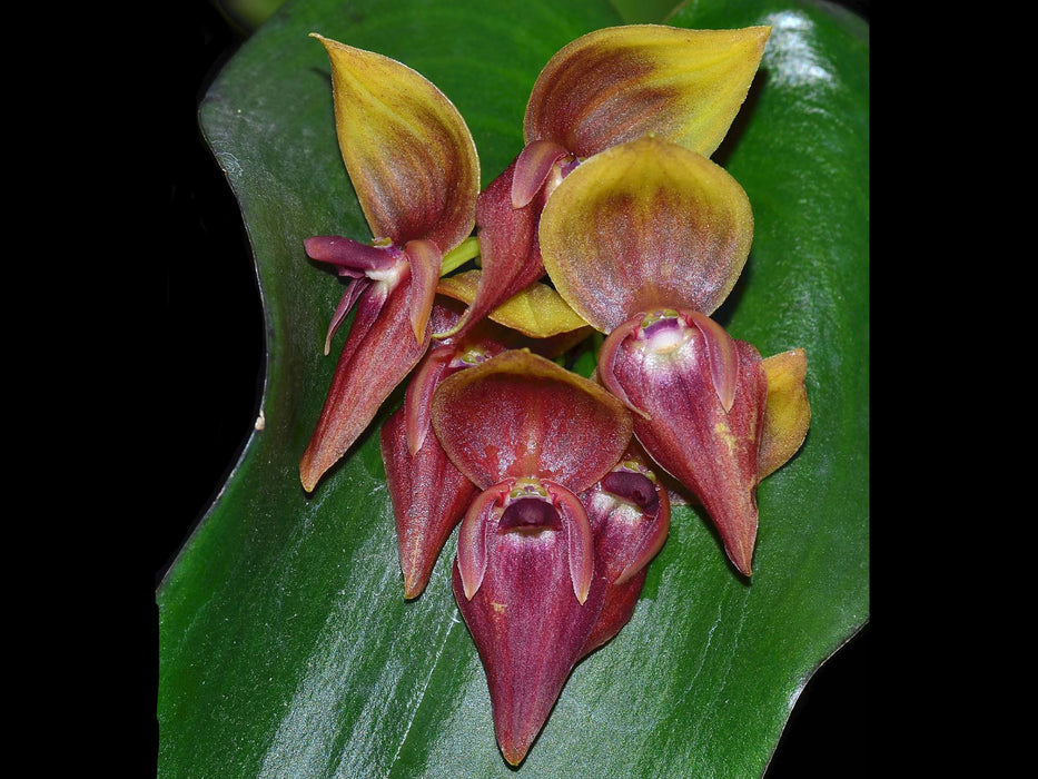 Pleurothallis Tumbez