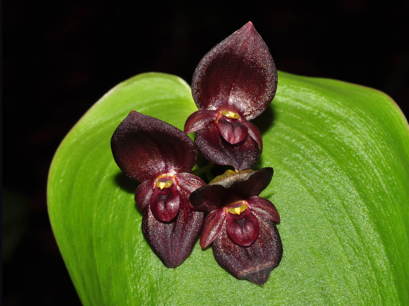 Pleurothallis Walnut Valley