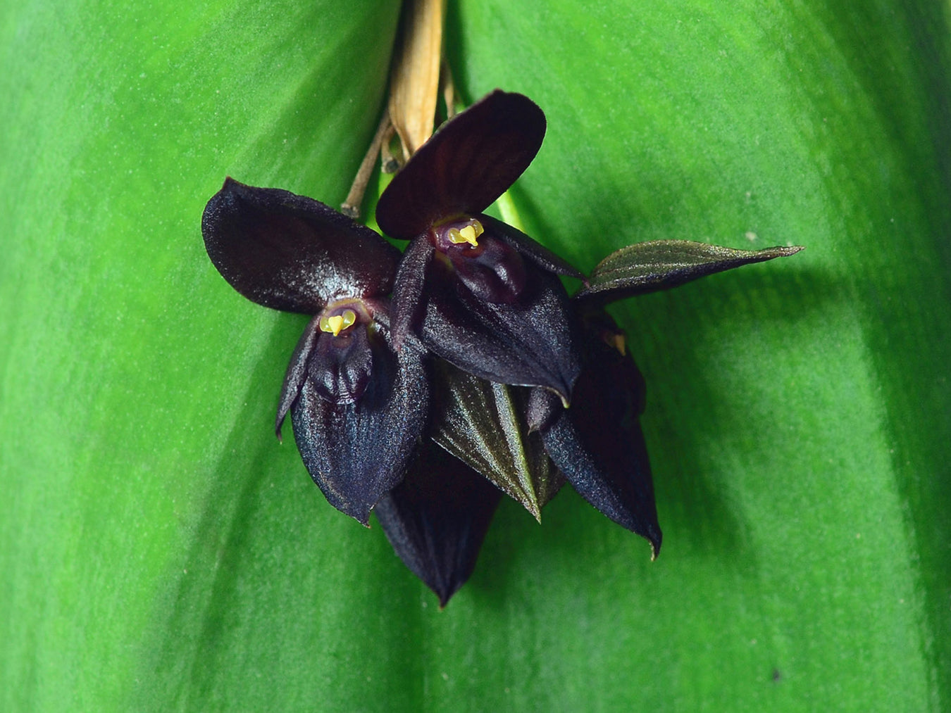 Híbrido de pleurothallis