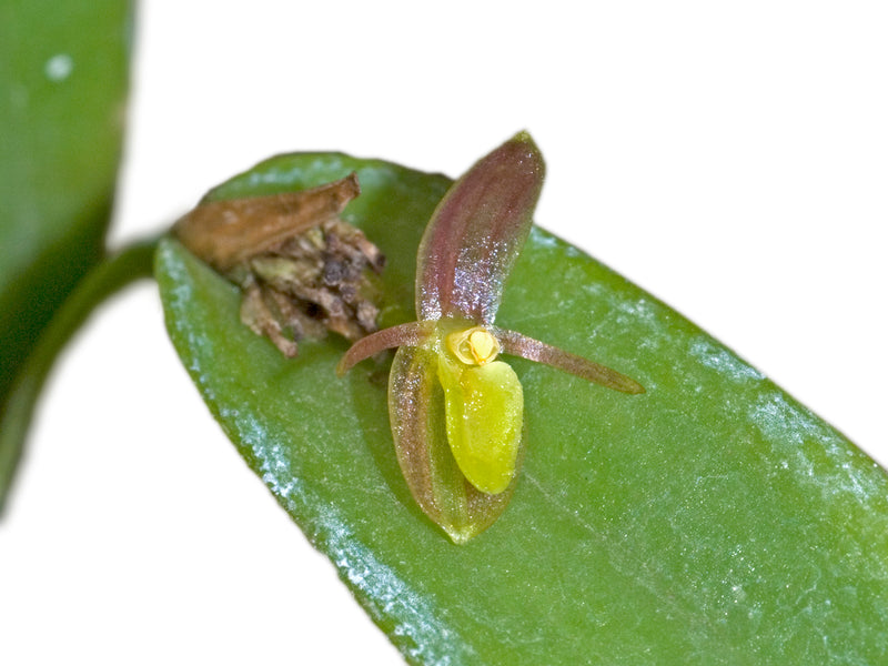 Pleurothallis acestrophylla