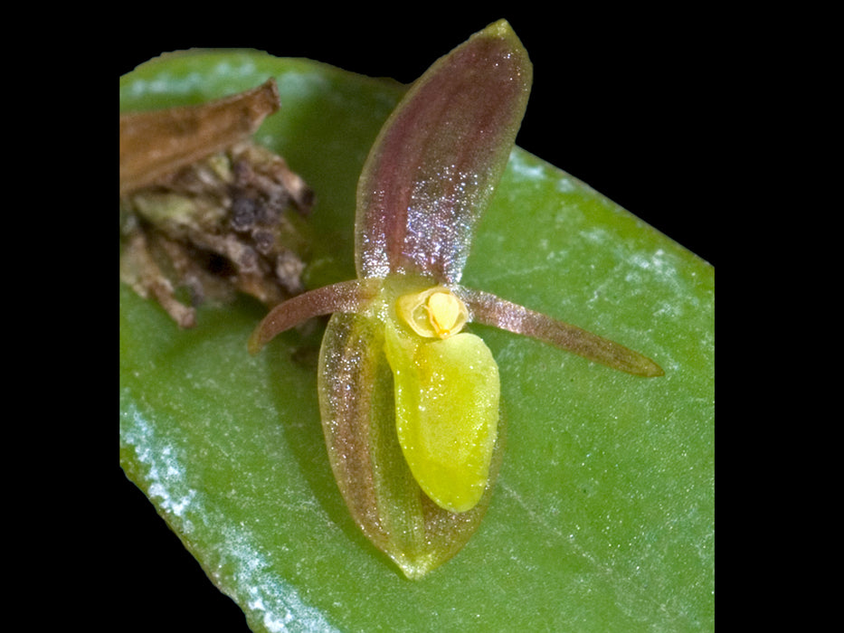 Pleurothallis acestrophylla