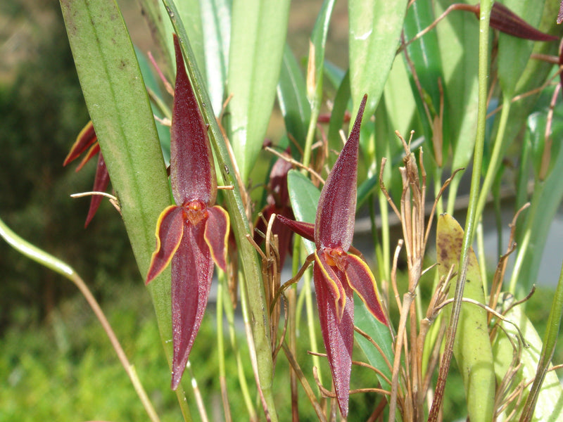 Pleurothallis allenii