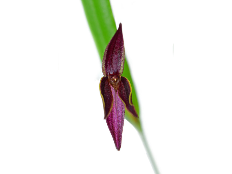 Pleurothallis allenii