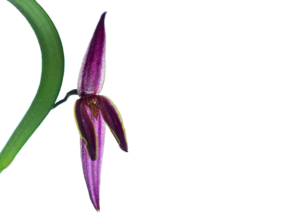 Pleurothallis allenii