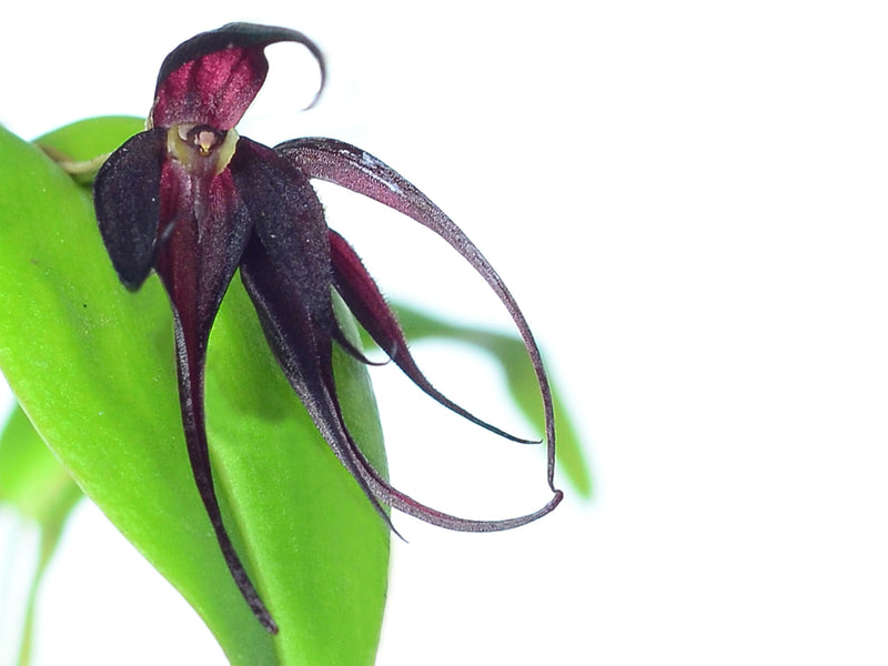 Pleurothallis amphigya