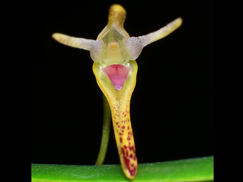 Pleurothallis anceps