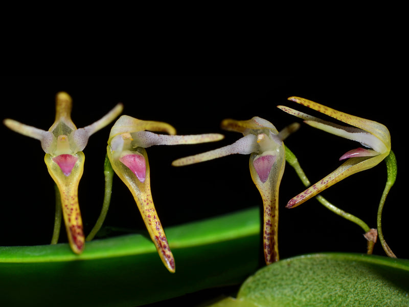 Pleurothallis anceps