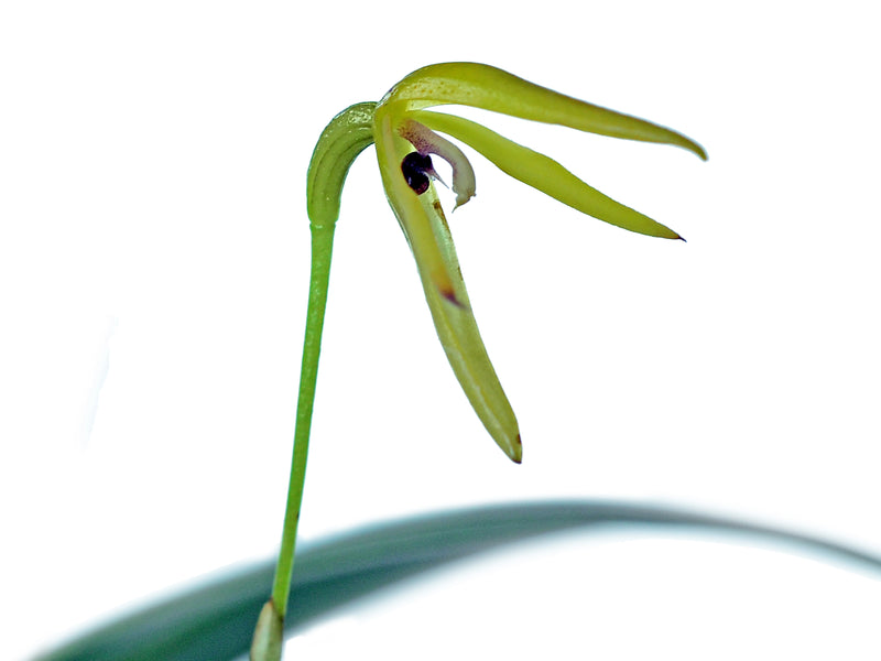 Pleurothallis andreae