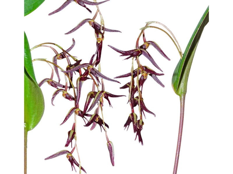 Pleurothallis ankyloglossa