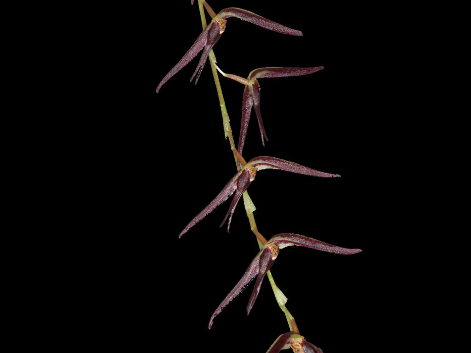 Pleurothallis ankyloglossa