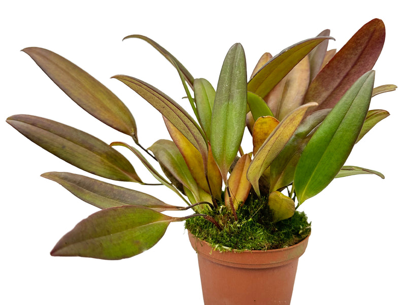 Pleurothallis ankyloglossa red