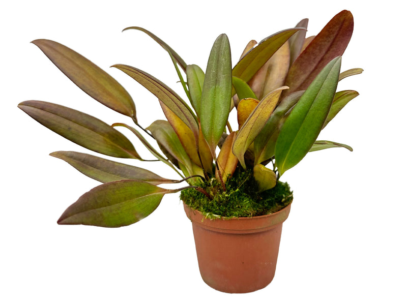 Pleurothallis ankyloglossa red