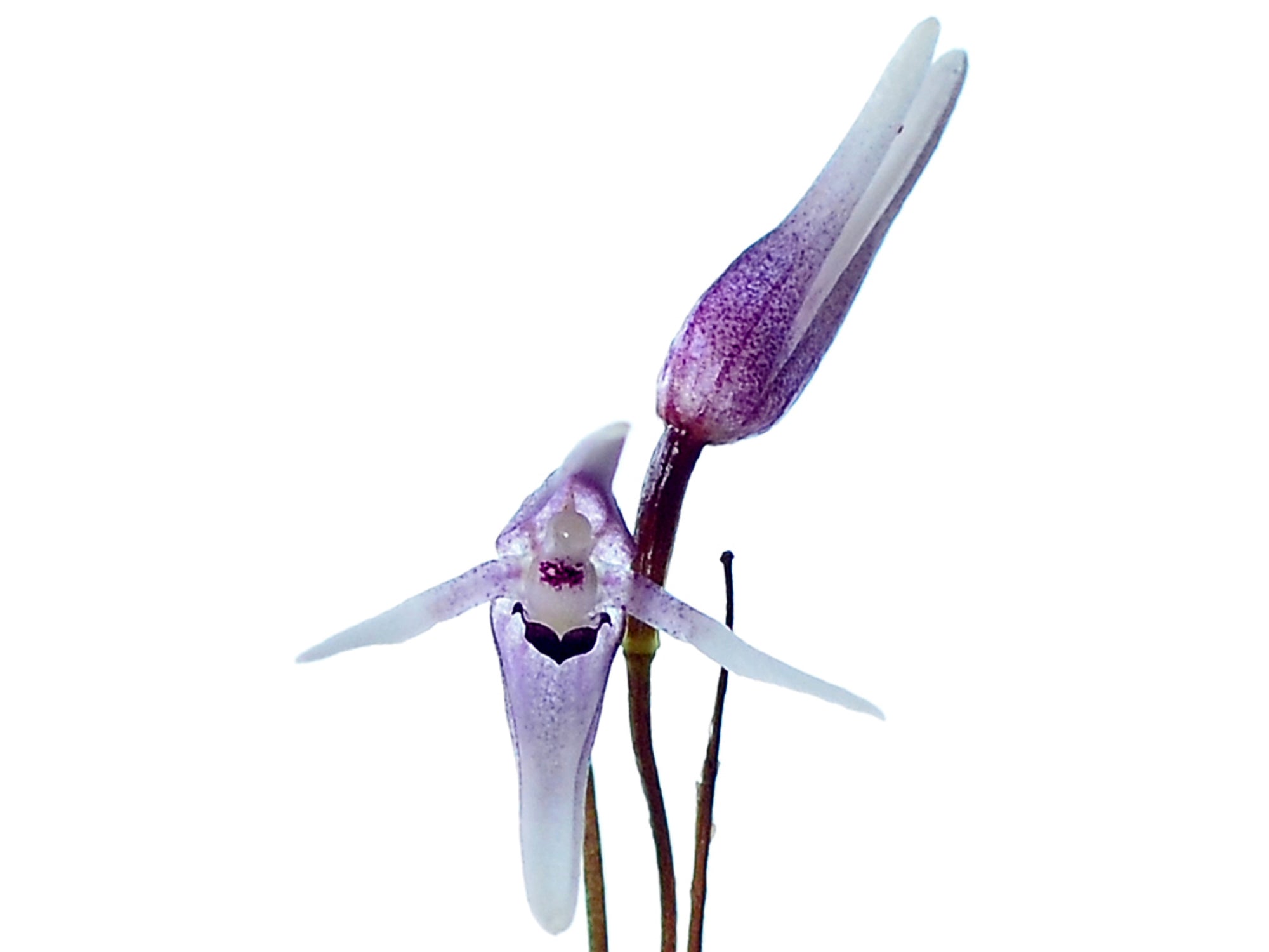 Pleurothallis anthrax