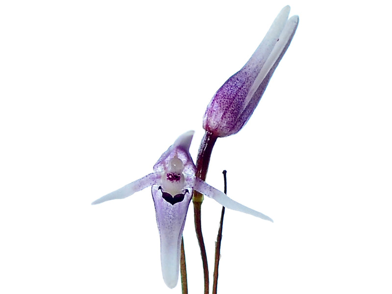 Pleurothallis anthrax