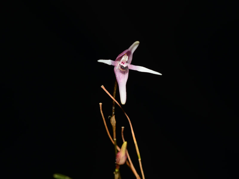 Pleurothallis anthrax