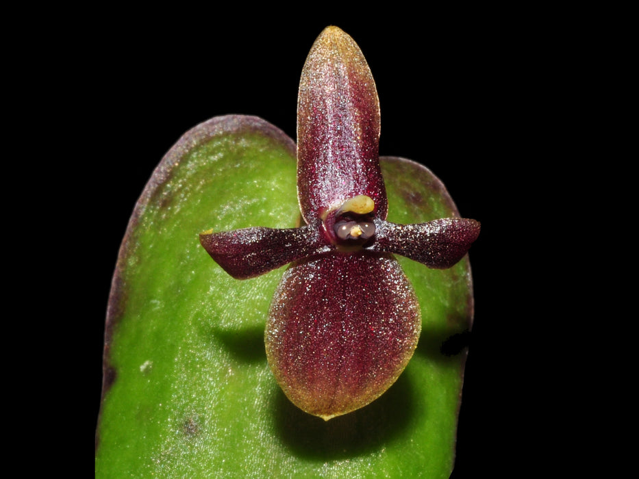 Pleurothallis apopsis