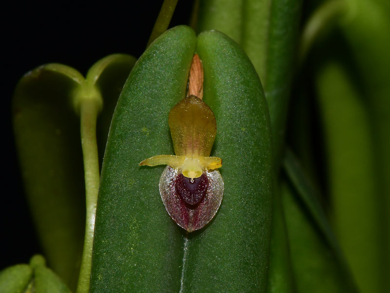 Pleurothallis arctata
