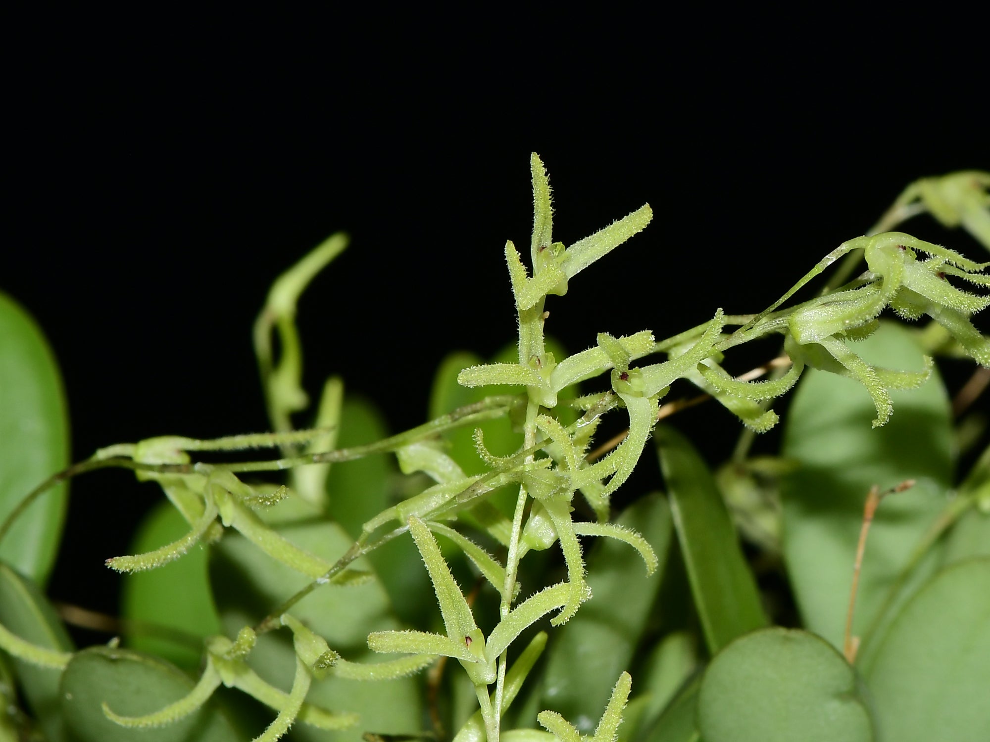 Anathallis ariasii