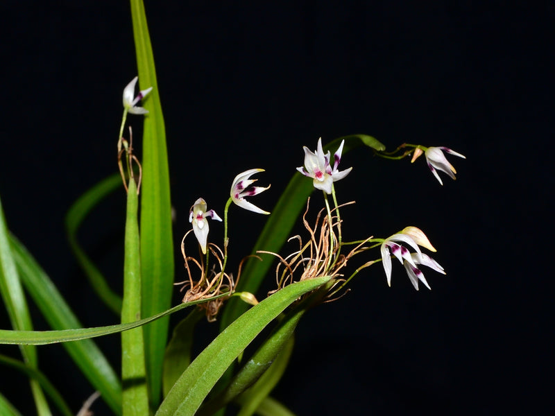 Pleurothallis aspergillum