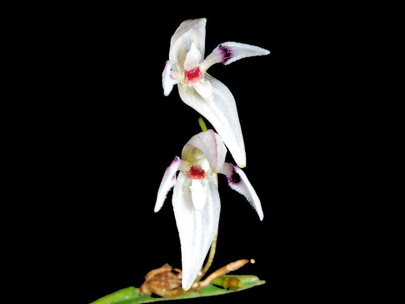 Pleurothallis aspergillum