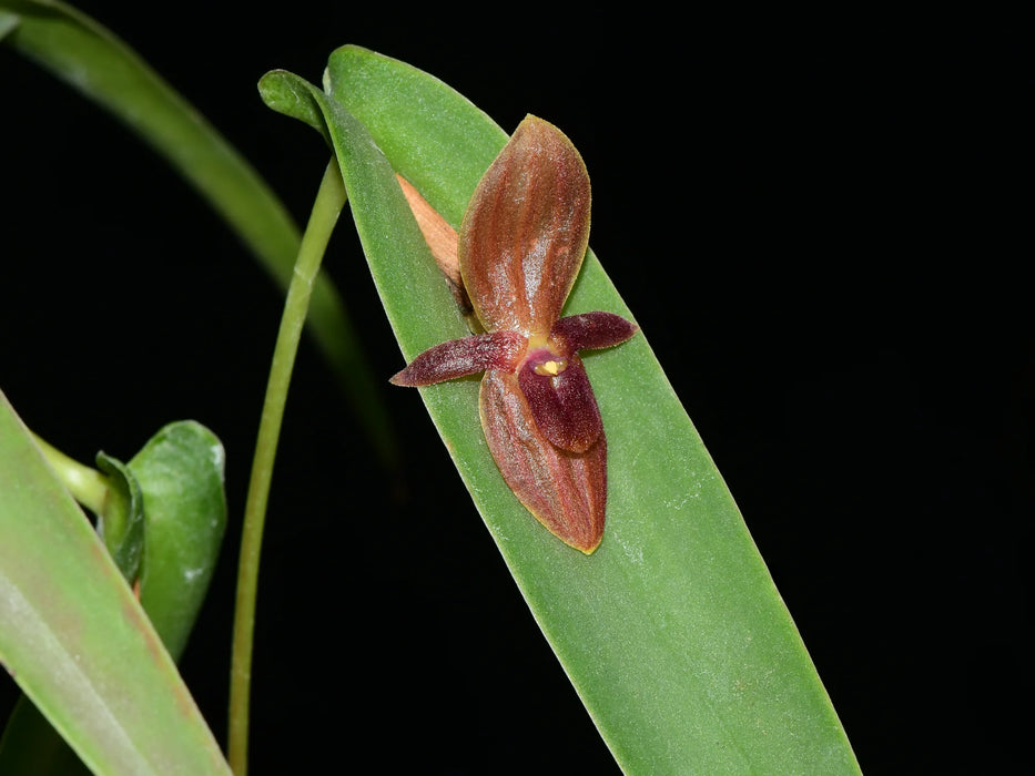 Pleurothallis asplundii