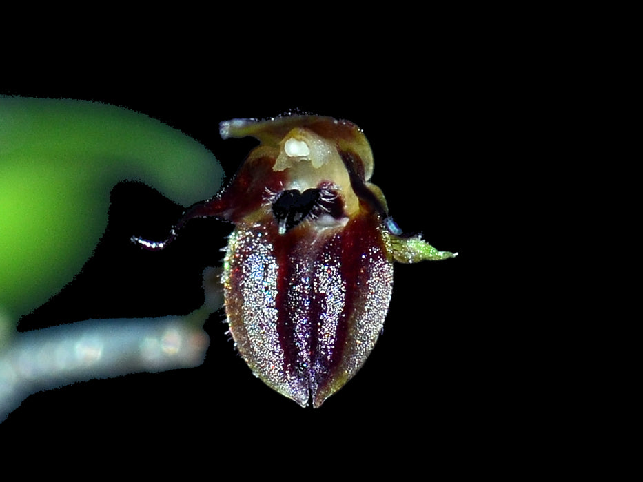 Pleurothallis barbulata