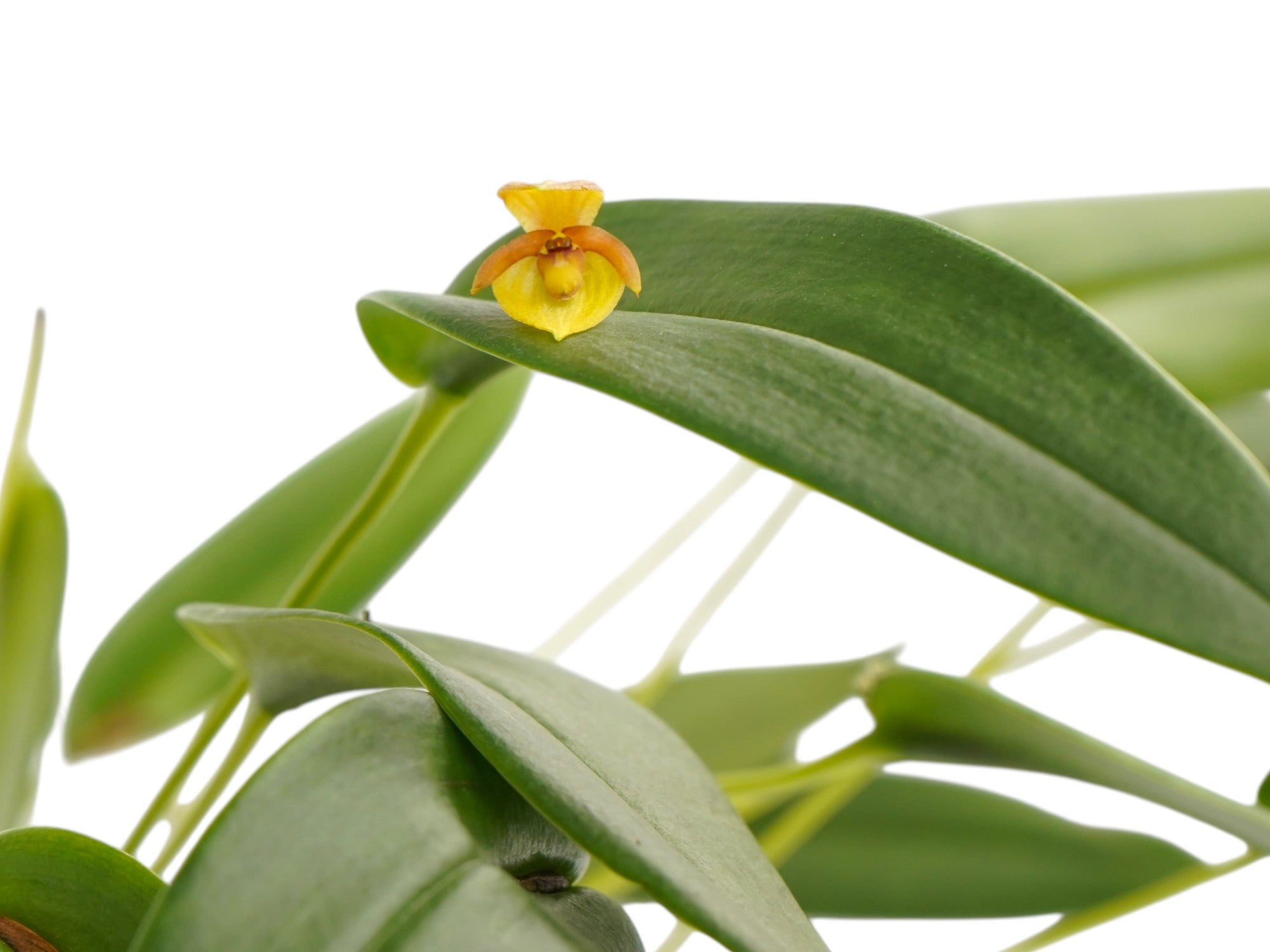 Pleurothallis batrachus