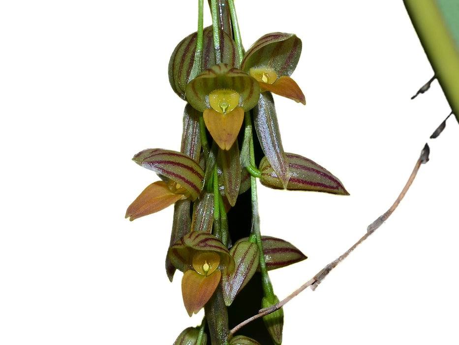 Pleurothallis bicornis