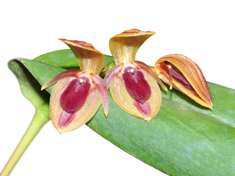 Pleurothallis bivalvis