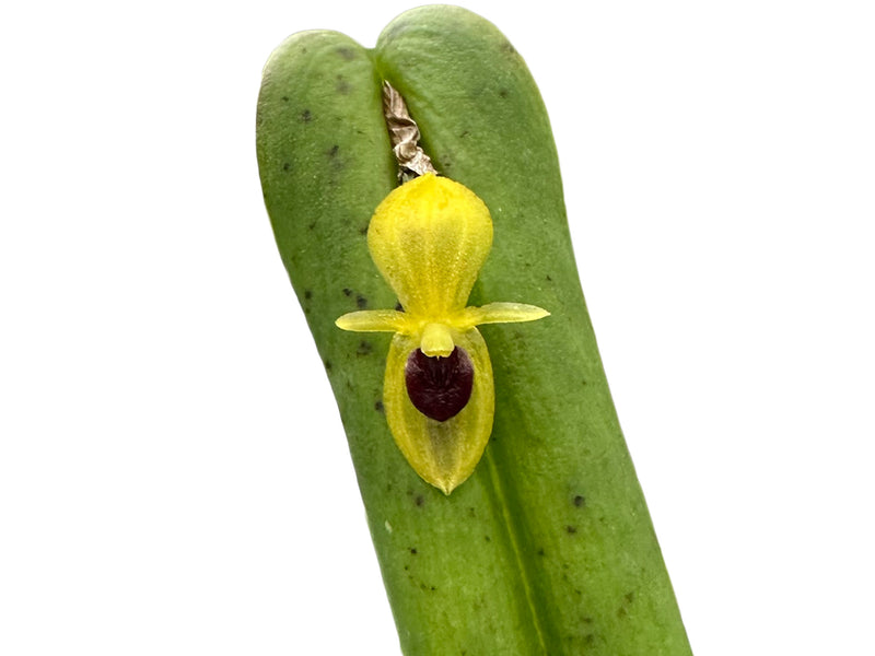 Pleurothallis bivalvis var. ignivomi