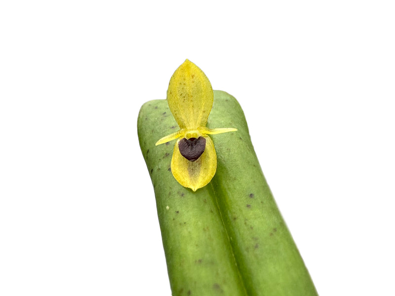 Pleurothallis bivalvis var. ignivomi
