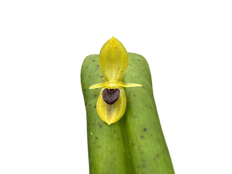 Pleurothallis bivalvis var. ignivomi