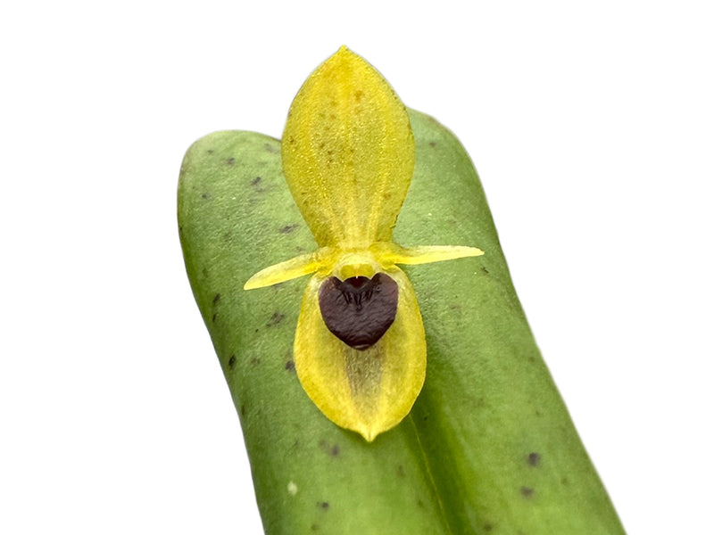 Pleurothallis bivalvis var. ignivomi