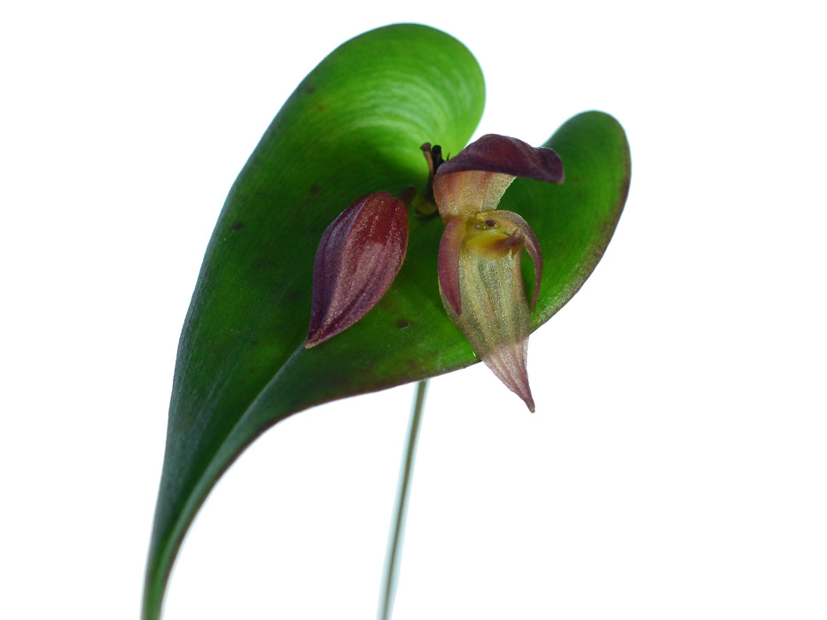 Pleurothallis bovilingua